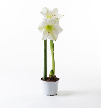 Hvit amaryllis Hvit amaryllis
